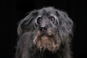 portrait de un adorable mixte race chien photo