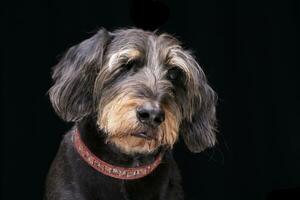 portrait de un adorable moitié aveugle câblé aux cheveux teckel photo