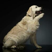 content Labrador retriever dans une gris photo studio