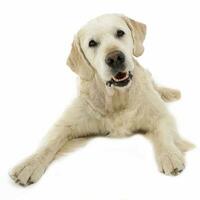 content Labrador retriever posant dans blanc photo studio