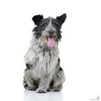 studio coup de un adorable mixte race chien photo