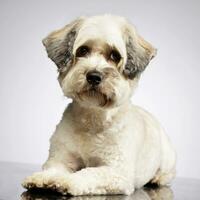 studio coup de un adorable mixte race chien photo