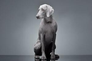 studio coup de un adorable braque de Weimar chien photo