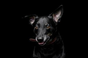 studio coup de un adorable mixte race chien photo