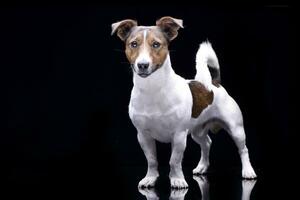 studio coup de un adorable jack Russell terrier photo