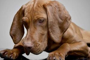 studio coup de un adorable hongrois vizsla photo