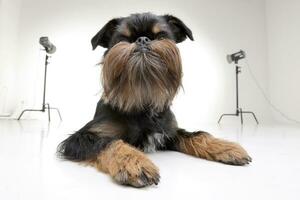 studio coup de un adorable griffon bruxellois photo