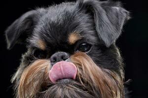 portrait de un adorable griffon bruxellois photo