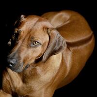 studio coup de un adorable Rhodesian Ridgeback photo