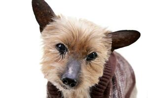 portrait de une aveugle Yorkshire terrier photo