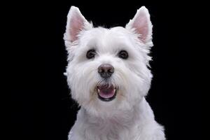 portrait de un adorable Ouest montagnes blanc terrier photo