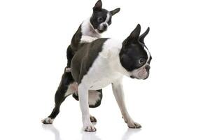 studio coup de deux adorable Boston terrier photo