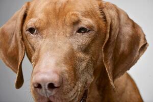 portrait de un adorable hongrois vizsla magyar vizsla photo