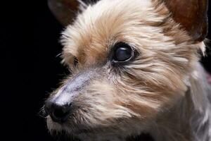 portrait de une aveugle Yorkshire terrier photo