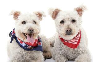 studio coup de deux adorable caniche photo