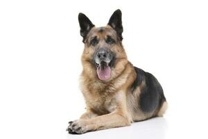 studio coup de un adorable allemand berger chien photo