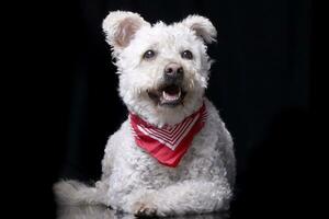 studio coup de un adorable caniche photo