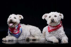 studio coup de deux adorable caniche photo