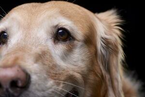 proche portrait de un adorable d'or retriever photo