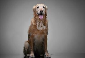 studio coup de un adorable d'or retriever photo