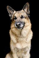 portrait de un adorable allemand berger chien photo