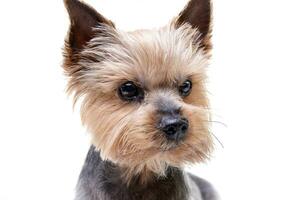 portrait de une mignonne Yorkshire terrier photo