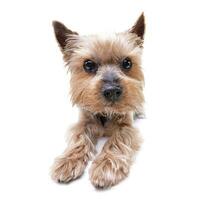 studio coup de une mignonne Yorkshire terrier photo