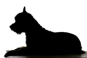 silhouette de une mignonne Yorkshire terrier photo