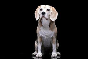 studio coup de un adorable beagle photo