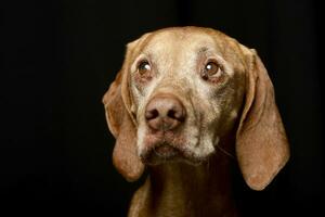 portrait de un adorable hongrois vizsla photo