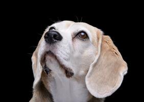 portrait de un adorable beagle photo