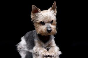 studio coup de une mignonne Yorkshire terrier photo