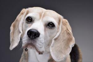 portrait de un adorable beagle photo