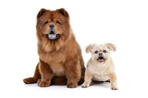 studio coup de un adorable havanais et une bouffe bouffe photo