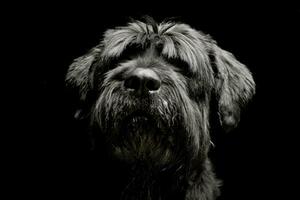 portrait de un adorable noir russe terrier photo