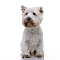 studio coup de un adorable Ouest montagnes blanc terrier photo