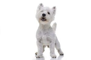 studio coup de un adorable Ouest montagnes blanc terrier photo