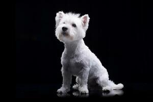 studio coup de un adorable Ouest montagnes blanc terrier photo