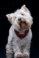 studio coup de un adorable Ouest montagnes blanc terrier photo