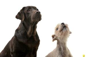 studio coup de un adorable mixte race chien et une Labrador retriever photo
