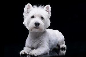 studio coup de un adorable Ouest montagnes blanc terrier photo