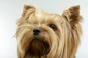 portrait de un adorable Yorkshire terrier photo