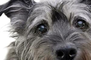 proche portrait de un adorable mixte race chien photo