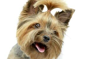 portrait de un adorable Yorkshire terrier photo