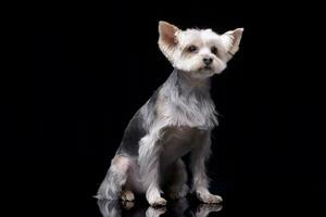 studio coup de un adorable Yorkshire terrier photo