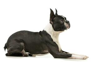 studio coup de un adorable Boston terrier photo