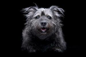 studio coup de un adorable mixte race chien photo