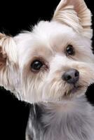 portrait de un adorable Yorkshire terrier photo