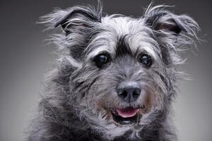 portrait de un adorable mixte race chien photo