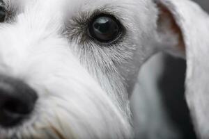 proche portrait de une mignonne miniature schnauzer photo